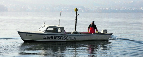 Fänge der Berufsfischer auf dem Zürichsee brechen ein